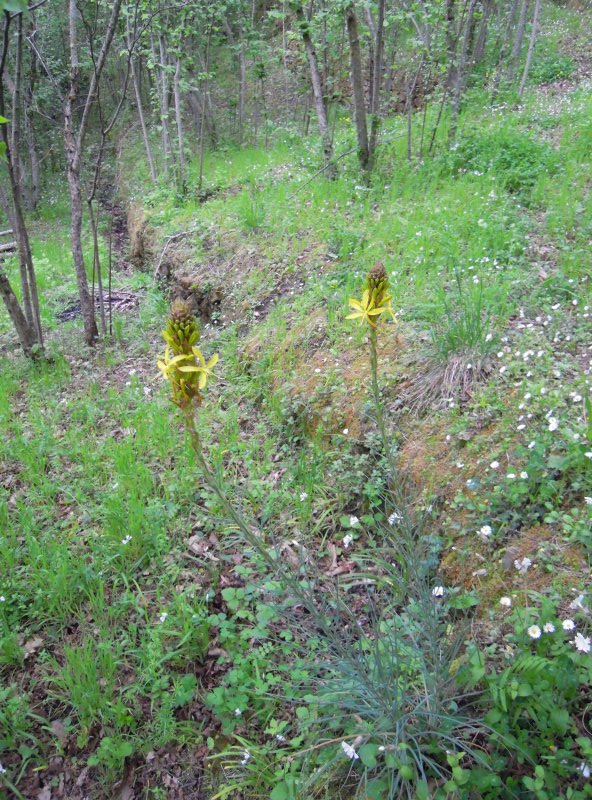 Asphodeline lutea
